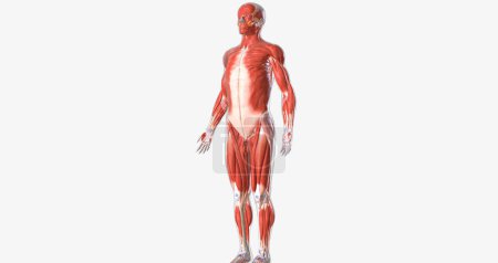 Téléchargez les photos : The musculoskeletal system contains the muscles and bones of the body. 3D rendering - en image libre de droit