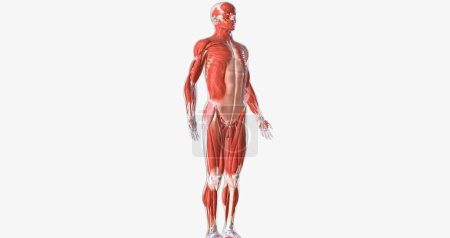 Téléchargez les photos : The musculoskeletal system contains the muscles and bones of the body. 3D rendering - en image libre de droit