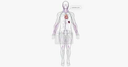 Téléchargez les photos : The lymphatic system is part of the immune and circulatory systems. 3D rendering - en image libre de droit