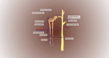 Téléchargez les photos : The function of the nephron is to convert blood to urine and consists of the tubular system and the renal corpuscle.3D rendering - en image libre de droit