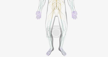 Guillain Barre syndrome is a rare disorder in which your body's immune system attacks your nerves. 3D rendering