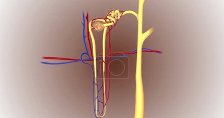 Foto de The function of the nephron is to convert blood to urine and consists of the tubular system and the renal corpuscle.3D rendering - Imagen libre de derechos