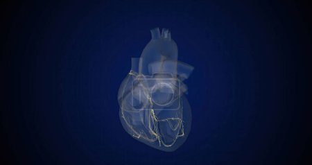 Téléchargez les photos : Your heartbeat is controlled by a special network within the walls of your heart called the conduction system. 3D rendering - en image libre de droit