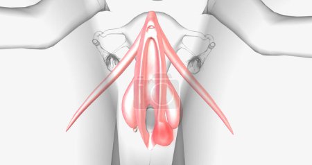 Téléchargez les photos : A Bartholins cyst occurs when a woman's Bartholin glands the glands responsible for lubricating the vagina fill with fluid. 3D rendering - en image libre de droit