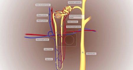 Photo for The function of the nephron is to convert blood to urine and consists of the tubular system and the renal corpuscle.3D rendering - Royalty Free Image