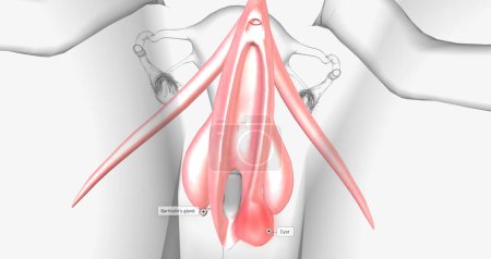Téléchargez les photos : A Bartholins cyst occurs when a woman's Bartholin glands the glands responsible for lubricating the vagina fill with fluid. 3D rendering - en image libre de droit