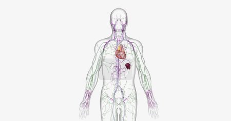 Photo for The lymphatic system is part of the immune and circulatory systems. 3D rendering - Royalty Free Image