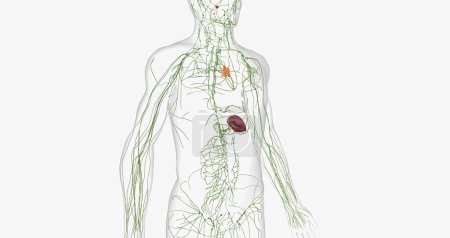 Téléchargez les photos : The lymphatic system is a network of organs, tissues, vessels and nodes that filter the lymph throughout the body. 3D rendering - en image libre de droit