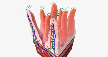 Photo for Once in the intestines, rotaviruses attach to cells on the tips of the nutrient absorbing villi. 3D rendering - Royalty Free Image