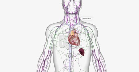 Téléchargez les photos : The lymphatic system is part of the immune and circulatory systems. 3D rendering - en image libre de droit