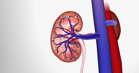 Téléchargez les photos : Blood enters the kidneys through an artery from the heart 3D rendering - en image libre de droit