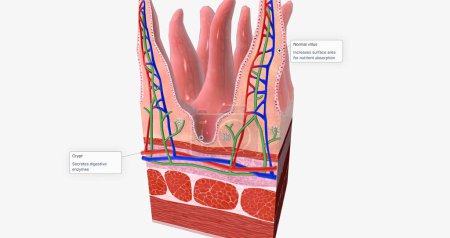 Foto de The tissue of the small intestine is responsible for absorbing nutrients from food during digestion. 3D rendering - Imagen libre de derechos