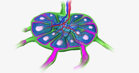 Photo for Lymph nodes are bean-shaped organs distributed along the lymphatic vessels. 3D rendering - Royalty Free Image