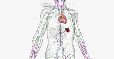 Lymph travels from the extremities through the lymphatic vessels. 3D rendering