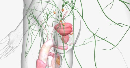 Photo for Stage II testicular cancer is characterized by the spread of cancer to nearby regional lymph nodes. 3D rendering - Royalty Free Image