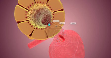 Photo for Secretion occurs along the nephron to remove unnecessary substances from the bloodstream and the body. 3D rendering - Royalty Free Image