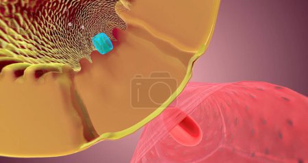 Photo for The Nephron function or Reabsorption 3D rendering - Royalty Free Image