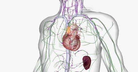 Photo for The lymphatic system is part of the immune and circulatory systems. 3D rendering - Royalty Free Image