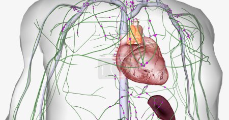 Téléchargez les photos : Lymph travels from the extremities through the lymphatic vessels. 3D rendering - en image libre de droit