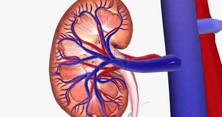 Téléchargez les photos : Blood enters the kidneys through an artery from the heart 3D rendering - en image libre de droit