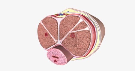Photo for The Penis Transverse Cross Section 3D rendering - Royalty Free Image
