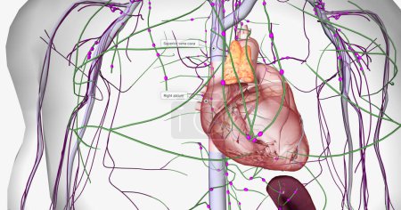 Photo for Lymph travels from the extremities through the lymphatic vessels. 3D rendering - Royalty Free Image