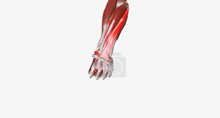 Photo for Hand Grip is the action of grasping and manipulating objects.3D rendering - Royalty Free Image