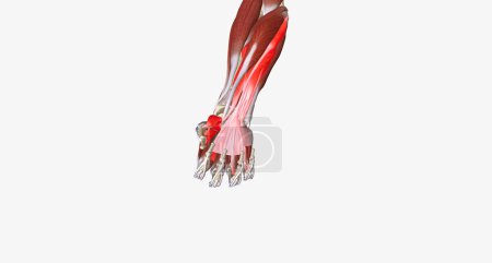 Photo for Hand Grip is the action of grasping and manipulating objects.3D rendering - Royalty Free Image