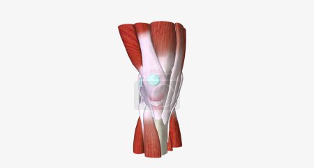 Téléchargez les photos : When a tendon is weakened by age or overuse, trauma can cause it to rupture.3D rendering - en image libre de droit
