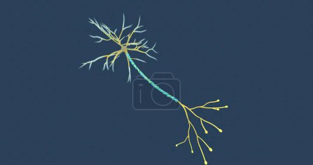 Téléchargez les photos : Damaged myelin sheath impairs nerve impulse 3D rendering - en image libre de droit