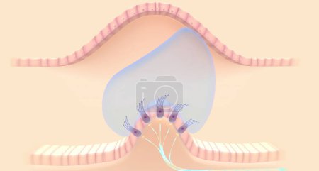 Photo for The semicircular canals have a dilated portion, or ampulla, that connects to the utricle.3D rendering - Royalty Free Image