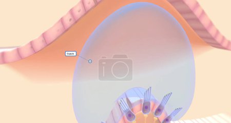 Photo for The semicircular canals have a dilated portion, or ampulla, that connects to the utricle.3D rendering - Royalty Free Image