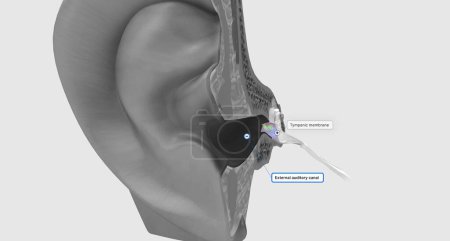 Photo for The tympanic membrane (eardrum) separates the external and middle portions of the ear.3D rendering - Royalty Free Image