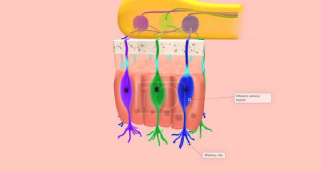 Foto de Odorant molecules bind to receptors located on the cilia of olfactory sensory neurons. 3D rendering - Imagen libre de derechos
