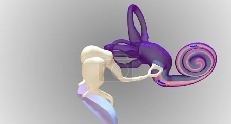 Téléchargez les photos : In the inner ear, sound waves move into a fluid-filled, spiral bone called the cochlea.3D rendering - en image libre de droit