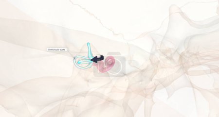 Photo for The thin, looping semicircular canals detect rotational movements and are arranged at right angles to each other.3D rendering - Royalty Free Image