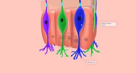 Téléchargez les photos : Les molécules d'odorant se lient aux récepteurs situés sur les cils des neurones olfactifs sensoriels. rendu 3D - en image libre de droit
