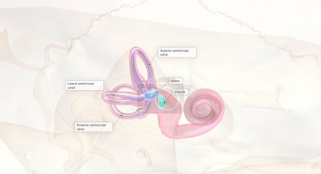 Photo for The vestibular system refers to balance, posture and body position in the inner ear.3D rendering - Royalty Free Image