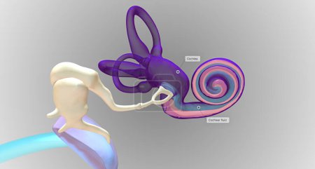 Téléchargez les photos : In the inner ear, sound waves move into a fluid-filled, spiral bone called the cochlea.3D rendering - en image libre de droit