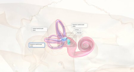 Photo for The vestibular system refers to balance, posture and body position in the inner ear.3D rendering - Royalty Free Image