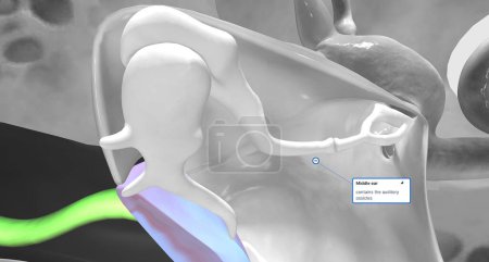 Téléchargez les photos : The tympanic membrane (eardrum) separates the external and middle portions of the ear.3D rendering - en image libre de droit