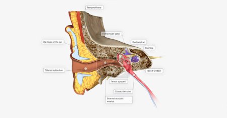 Photo for The Ear Coronal Cross Section 3D rendering - Royalty Free Image