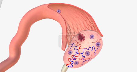 Foto de Ovulation is the process of releasing a mature egg from the ovary into the fallopian tube of the uterus. 3D rendering - Imagen libre de derechos