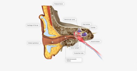 Téléchargez les photos : The Ear Coronal Cross Section 3D rendering - en image libre de droit