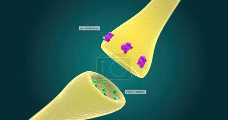 Photo for The Opioid Receptors and Addiction 3D rendering - Royalty Free Image
