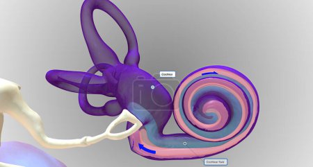 Photo for In the inner ear, sound waves move into a fluid-filled, spiral bone called the cochlea.3D rendering - Royalty Free Image