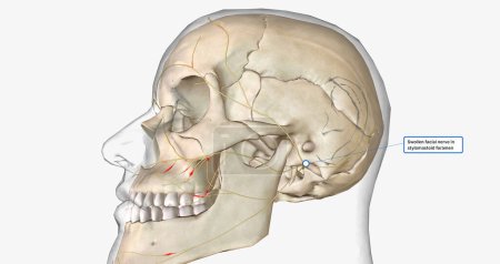 Téléchargez les photos : Nerf facial gonflé dans le rendu 3D des foramen stylomastoïdes - en image libre de droit