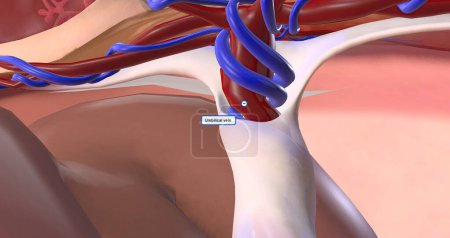 Téléchargez les photos : The placenta is an organ that develops within the uterus during pregnancy. 3D rendering - en image libre de droit