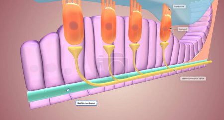 Photo for Located along the lower surface of the inner cochlear spiral, the basilar membrane contains many tiny receptors called hair cells, which react to the moving cochlear fluid.3D rendering - Royalty Free Image