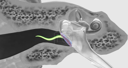 Téléchargez les photos : The tympanic membrane (eardrum) separates the external and middle portions of the ear.3D rendering - en image libre de droit